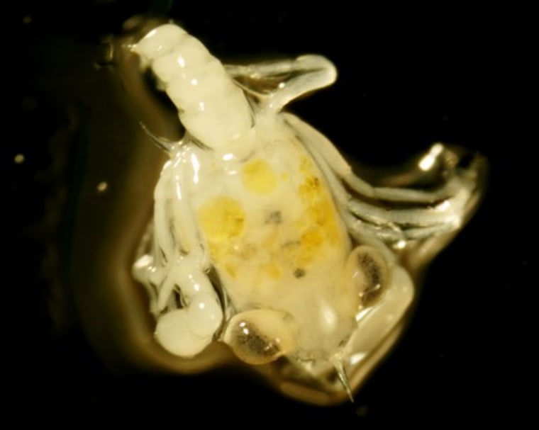 In this undated photo provided by University of Southern Mississippi and Tulane University Gulf Coast Research Laboratory small oil droplets are visible trapped inside the shell of an immature blue crab collected near Grand Isle, La. by researchers from the University of Southern Mississippi and Tulane University. Scientists are reporting early signs that the Gulf of Mexico oil spill is altering the marine food web by killing or tainting some creatures and spurring the growth of others more suited to a fouled environment. (AP Photo/USM Gulf Coast Research Laboratory)